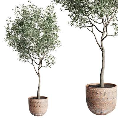 现代植物花卉